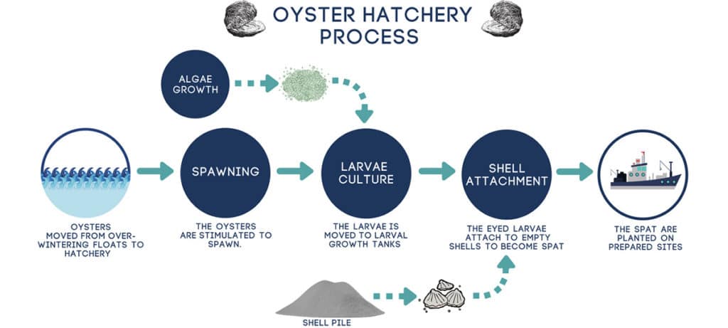 Oyster Hatchery Process