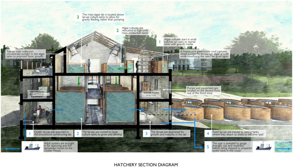 Oyster hatchery section diagram